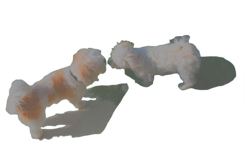 Two small dogs touching noses in a kind and gentle way.